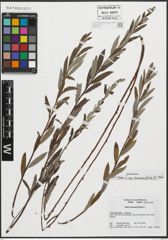 Foto von Salix repens subsp. rosmarinifolia (L.) Andersson